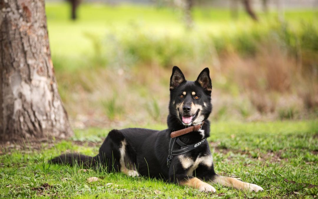 Chico