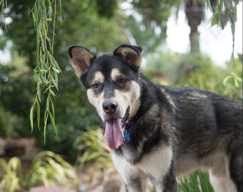 Meeko