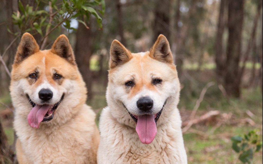 Kira & Kobe