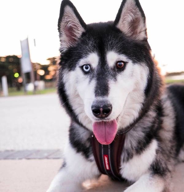 Nanook Nanook: The Arctic Icon Carved in Ice and Legacy