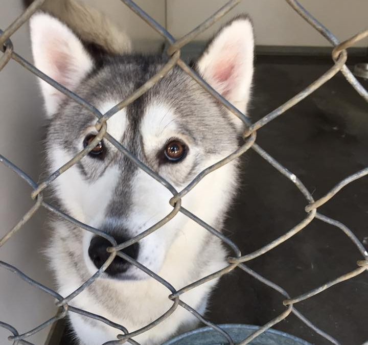 Mya