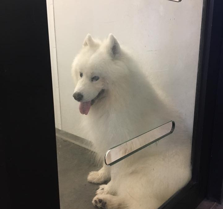 Coco