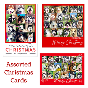 Assorted Christmas cards with photos of dogs rehomed by Arctic Rescue Victoria