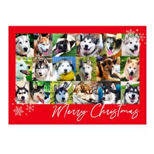Christmas Card - rectangular, red with photos of dogs rehomed by Arctic Rescue Victoria