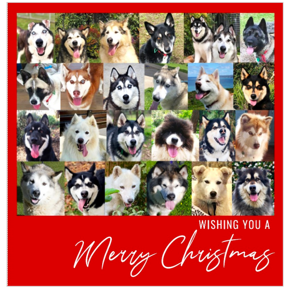 Christmas card with photos of dogs rehomed by Arctic Rescue Victoria - red, square