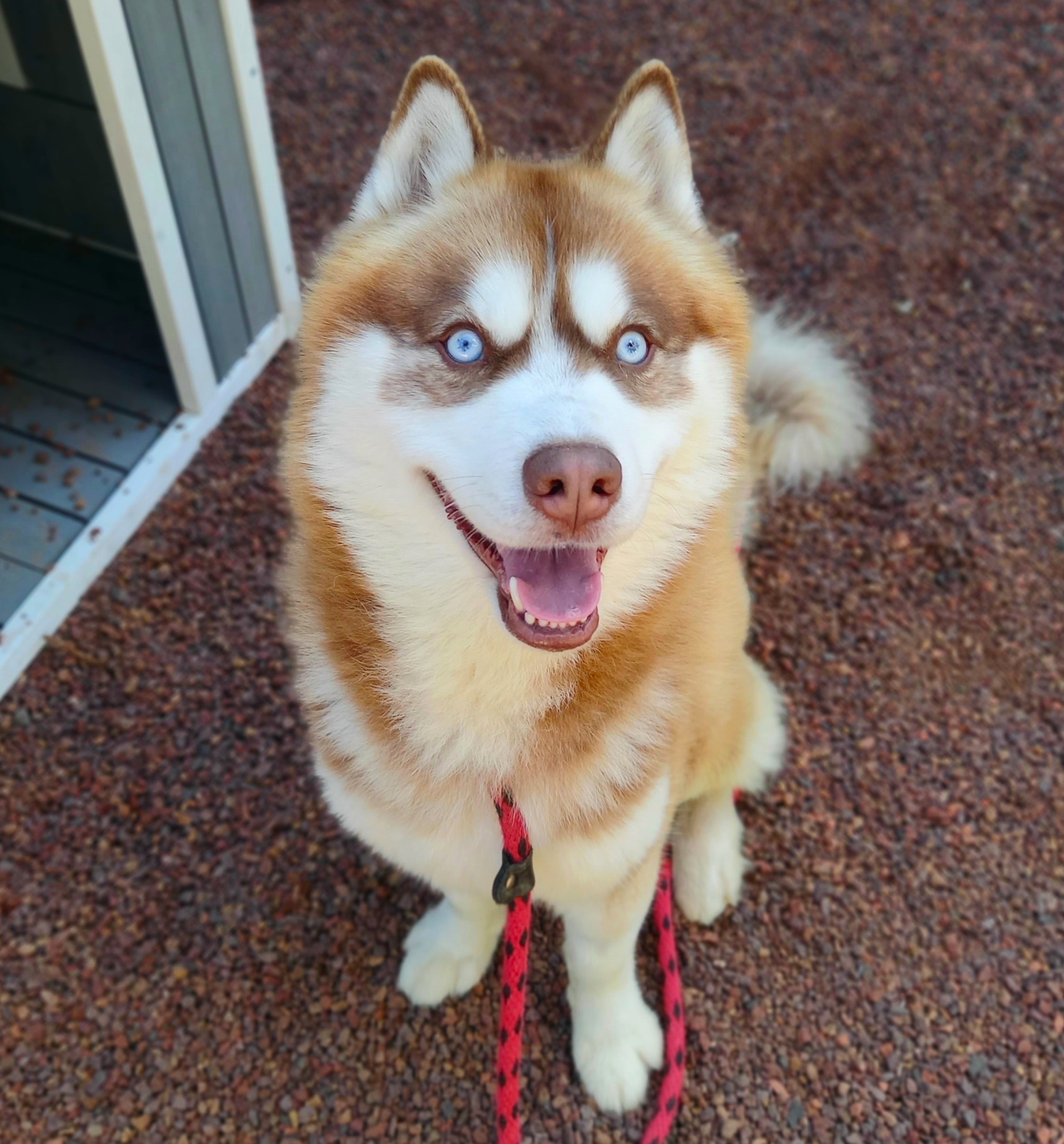 Zlatan is a 2 year old male Husky
