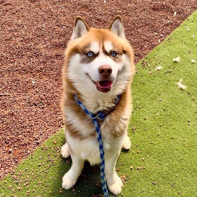 Zlatan is a 2 year old red and white male Husky