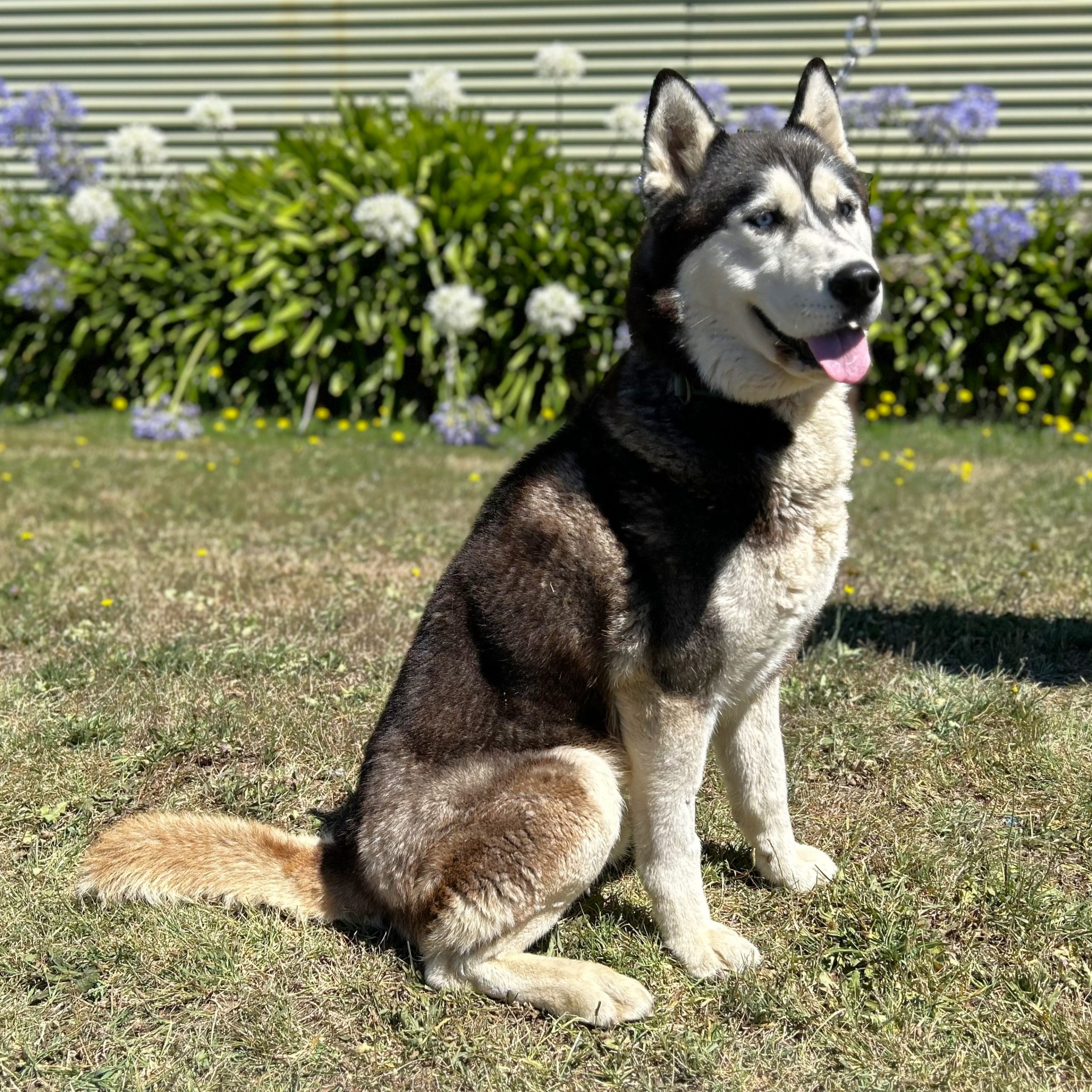Rocky the black and white Husky sitting on the grass.