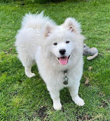 Rosie - Samoyed pup with liver shunt