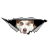 Red Husky car sticker