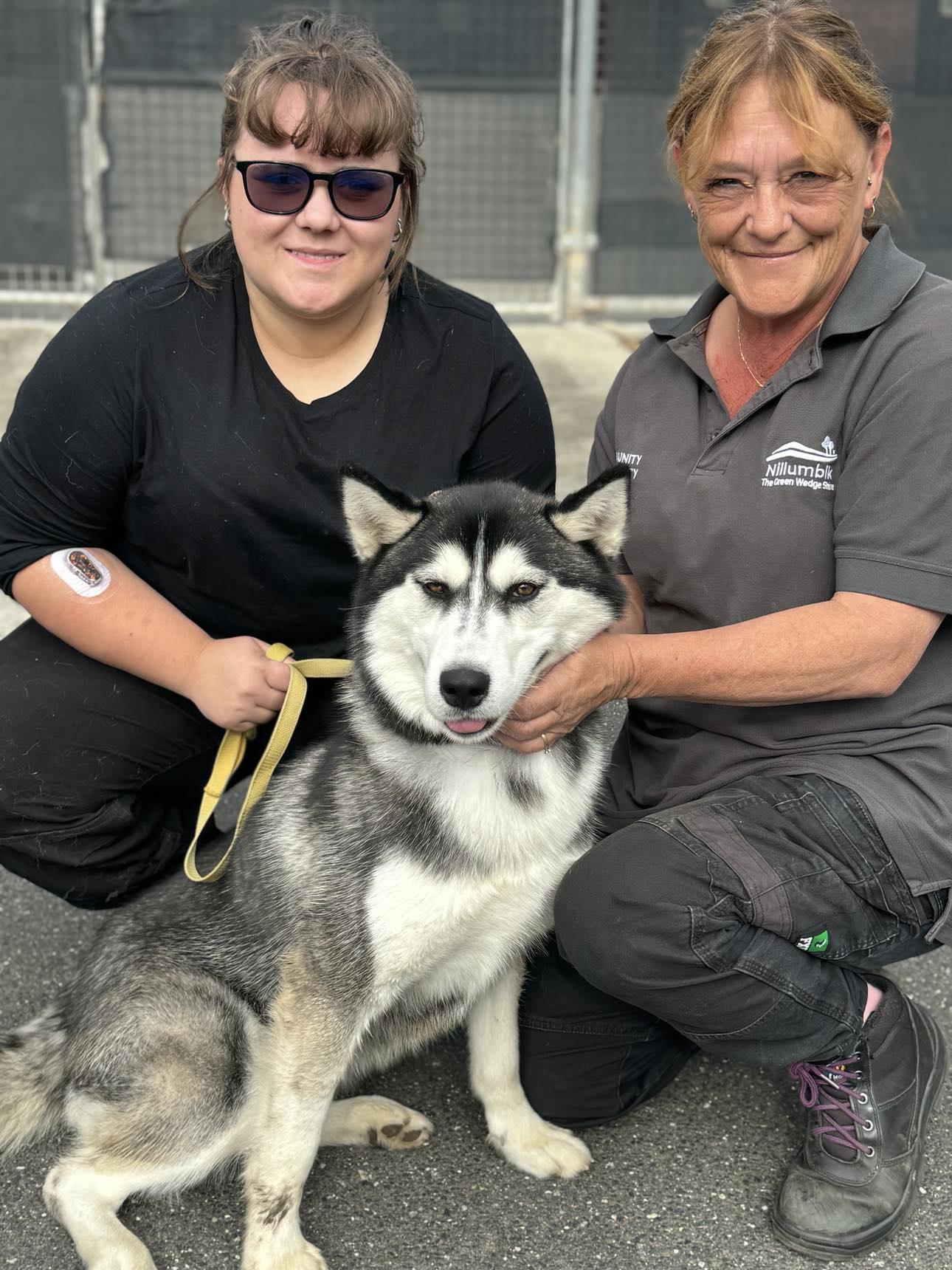 Storm - female Husky