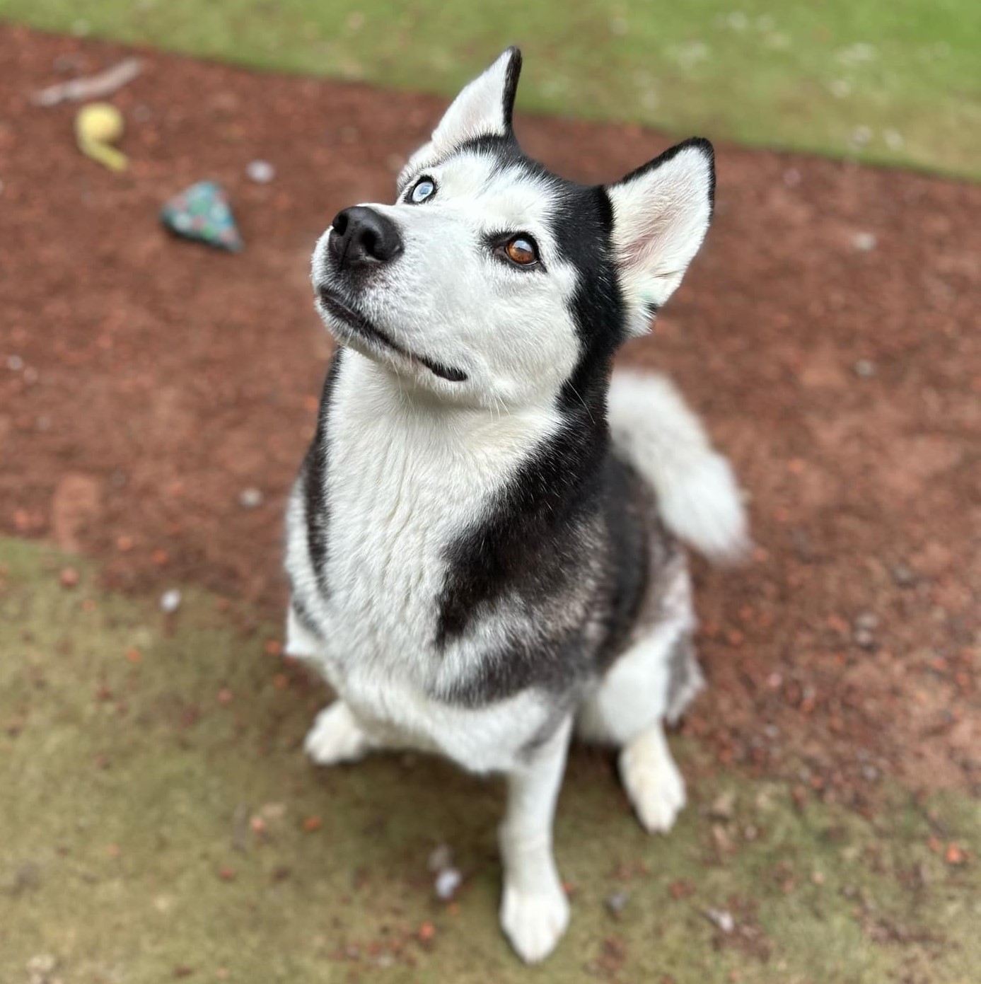 Maya - female Husky