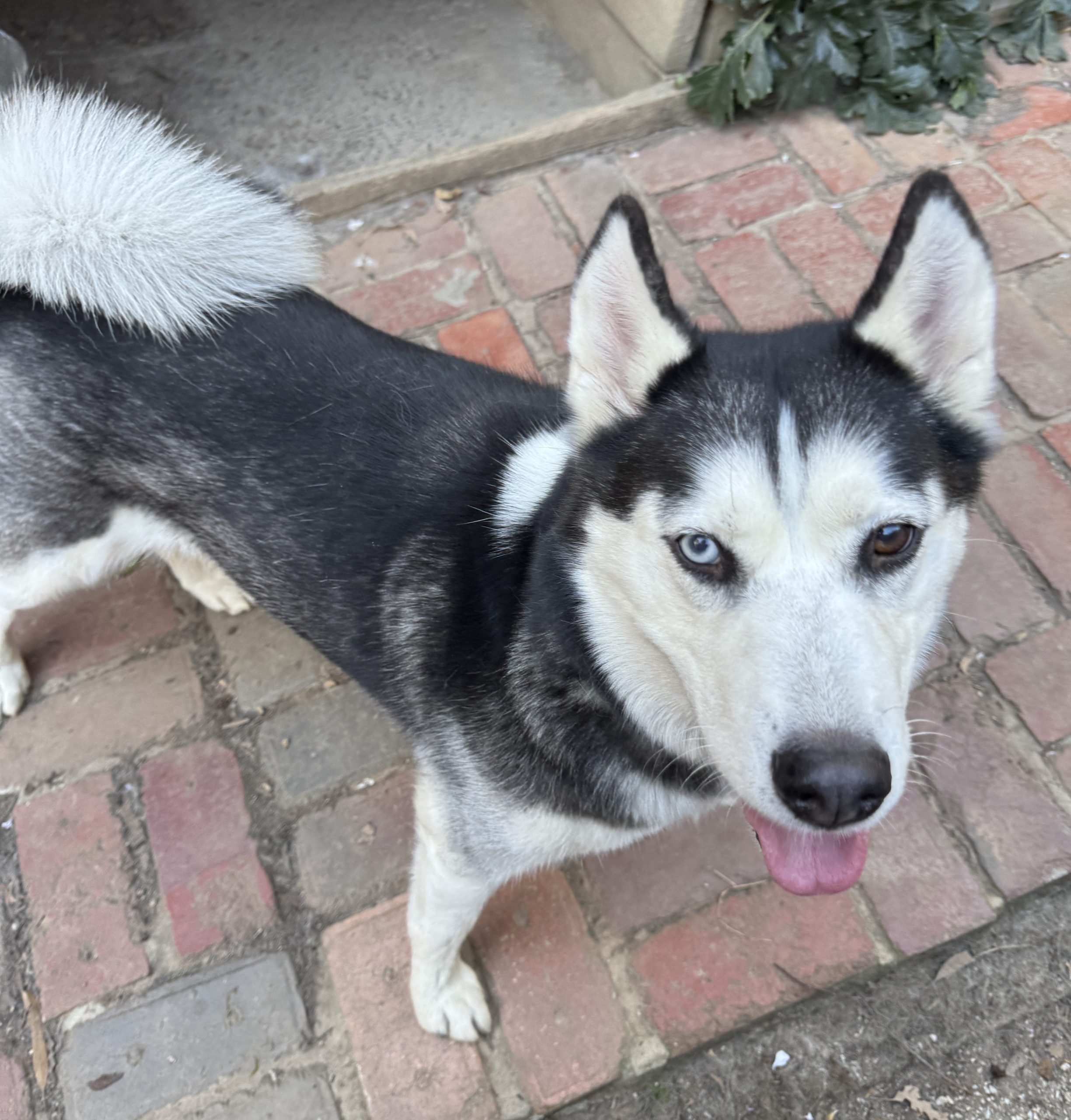 Maya - 4yo female Husky