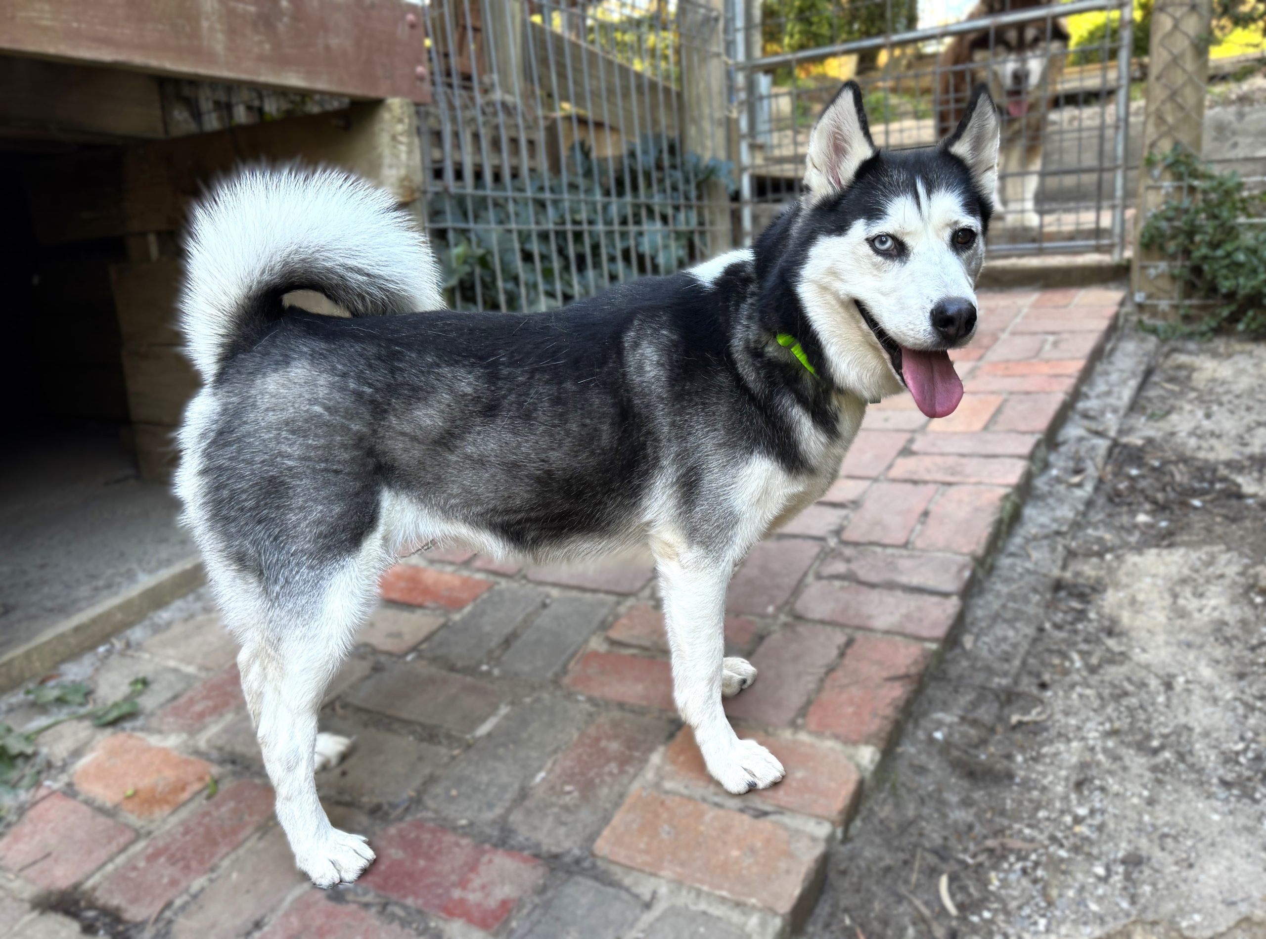 Maya - 4yo female Husky