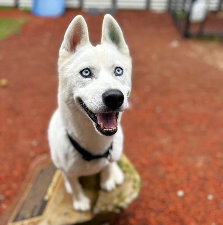 River - white male Husky