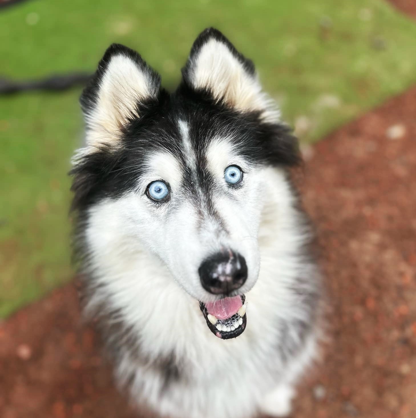 Summer - senior female Husky