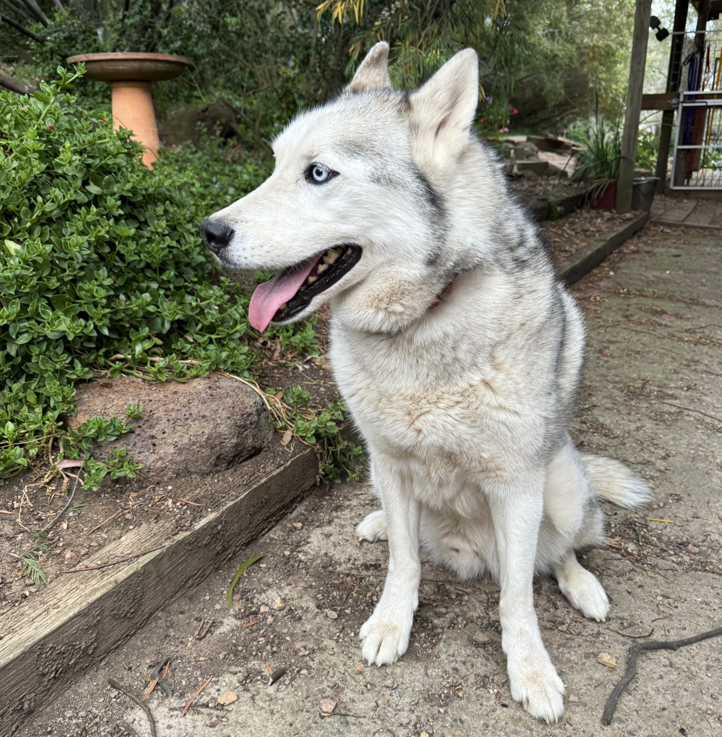 Bandit - male Husky