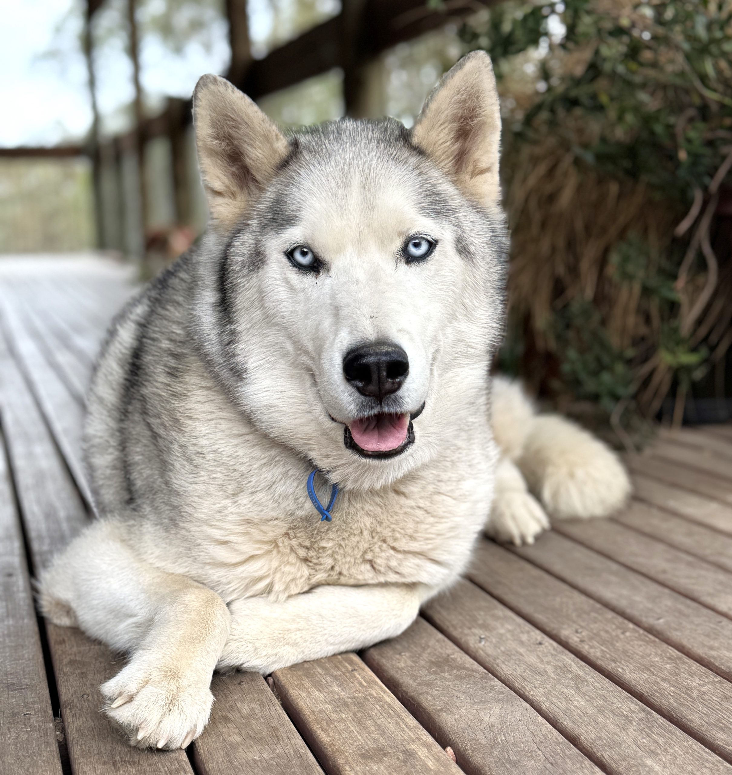 Bandit - male Husky