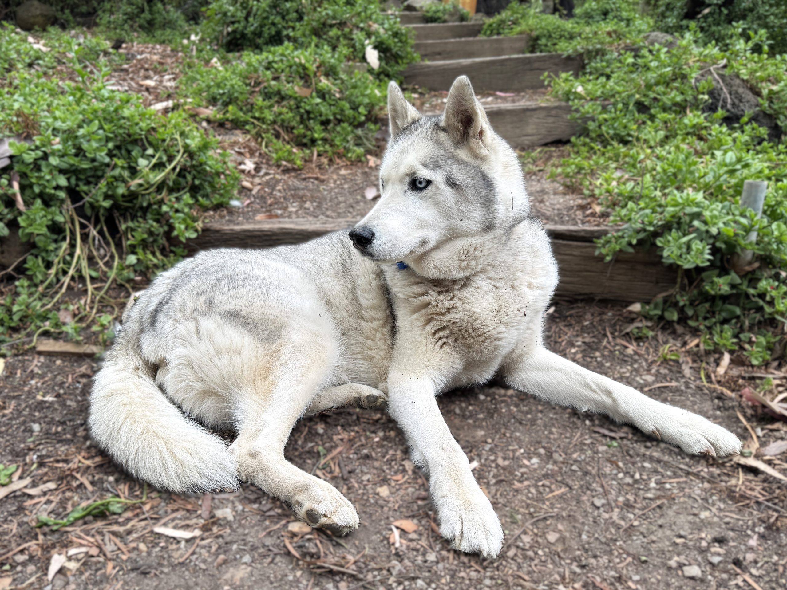 Bandit - male Husky