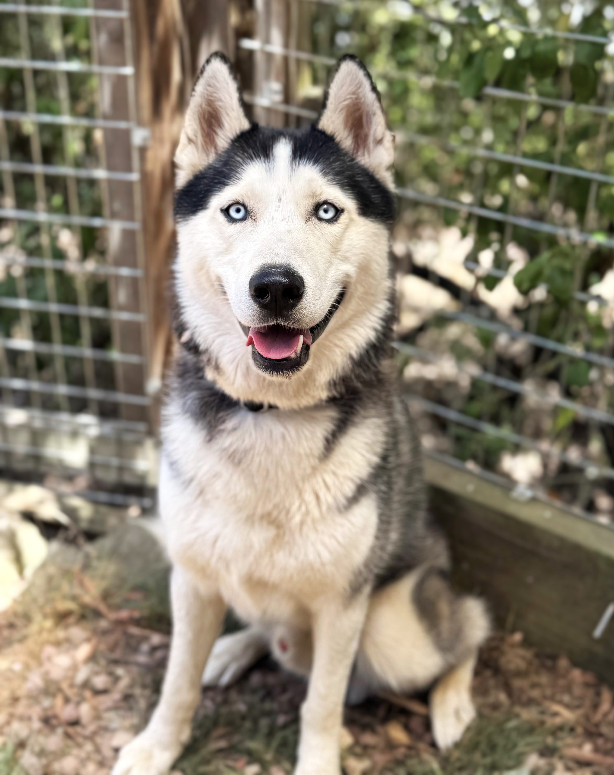 Rosky - 1 yo Husky boy