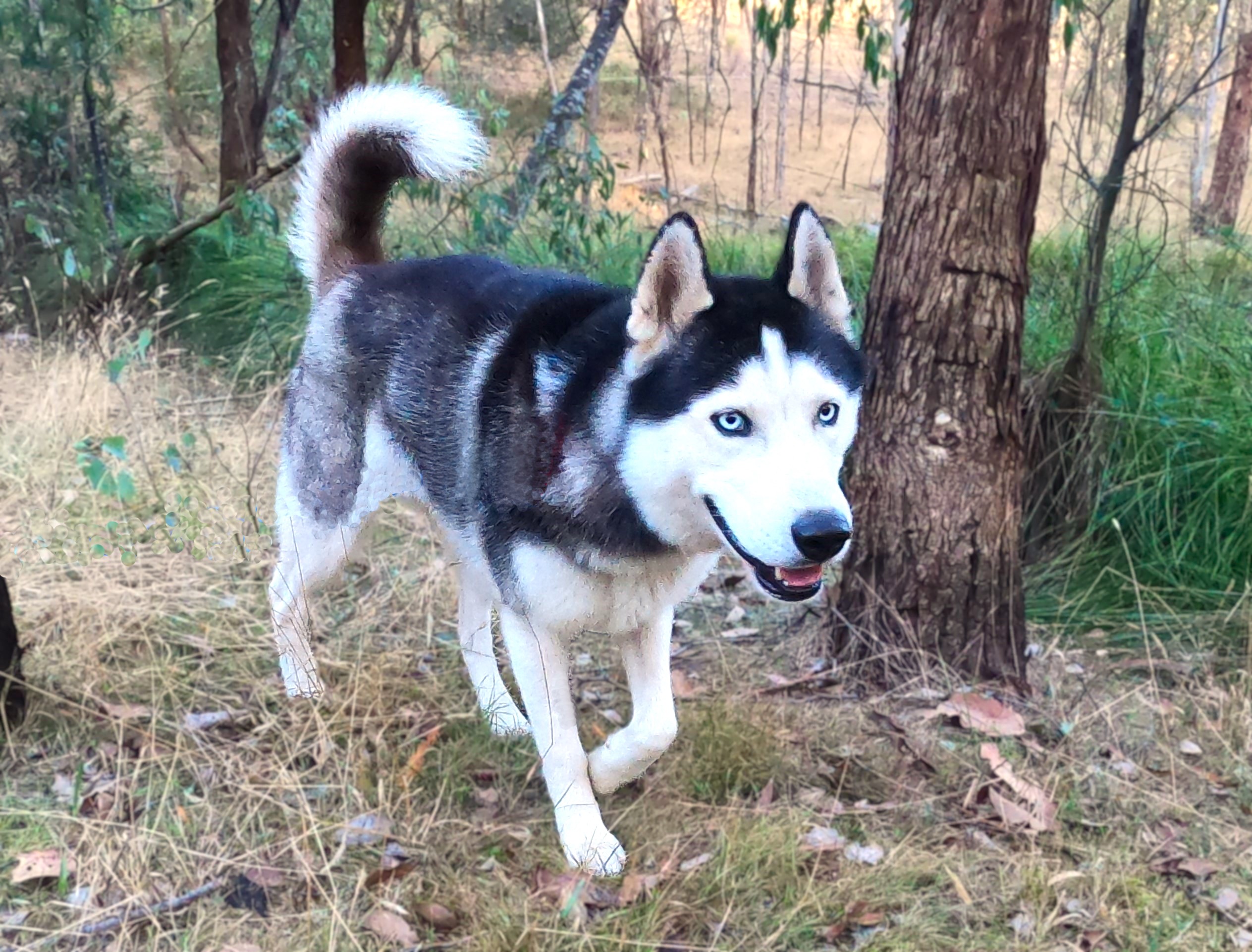 Rosky - 1 yo male Husky