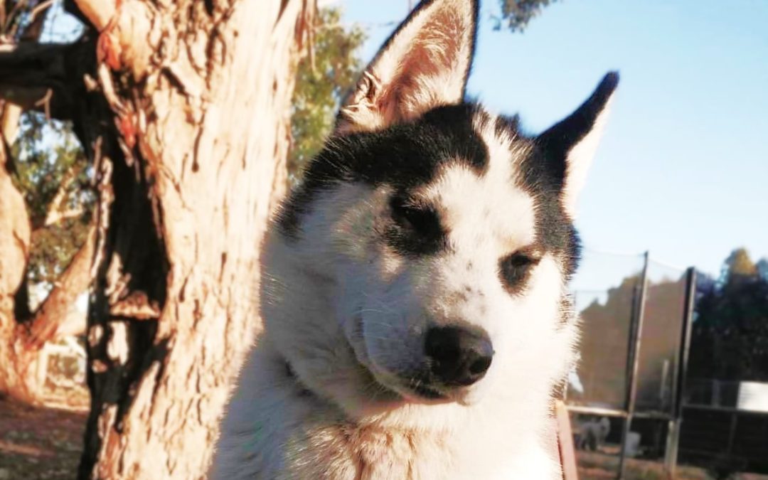 Klaus