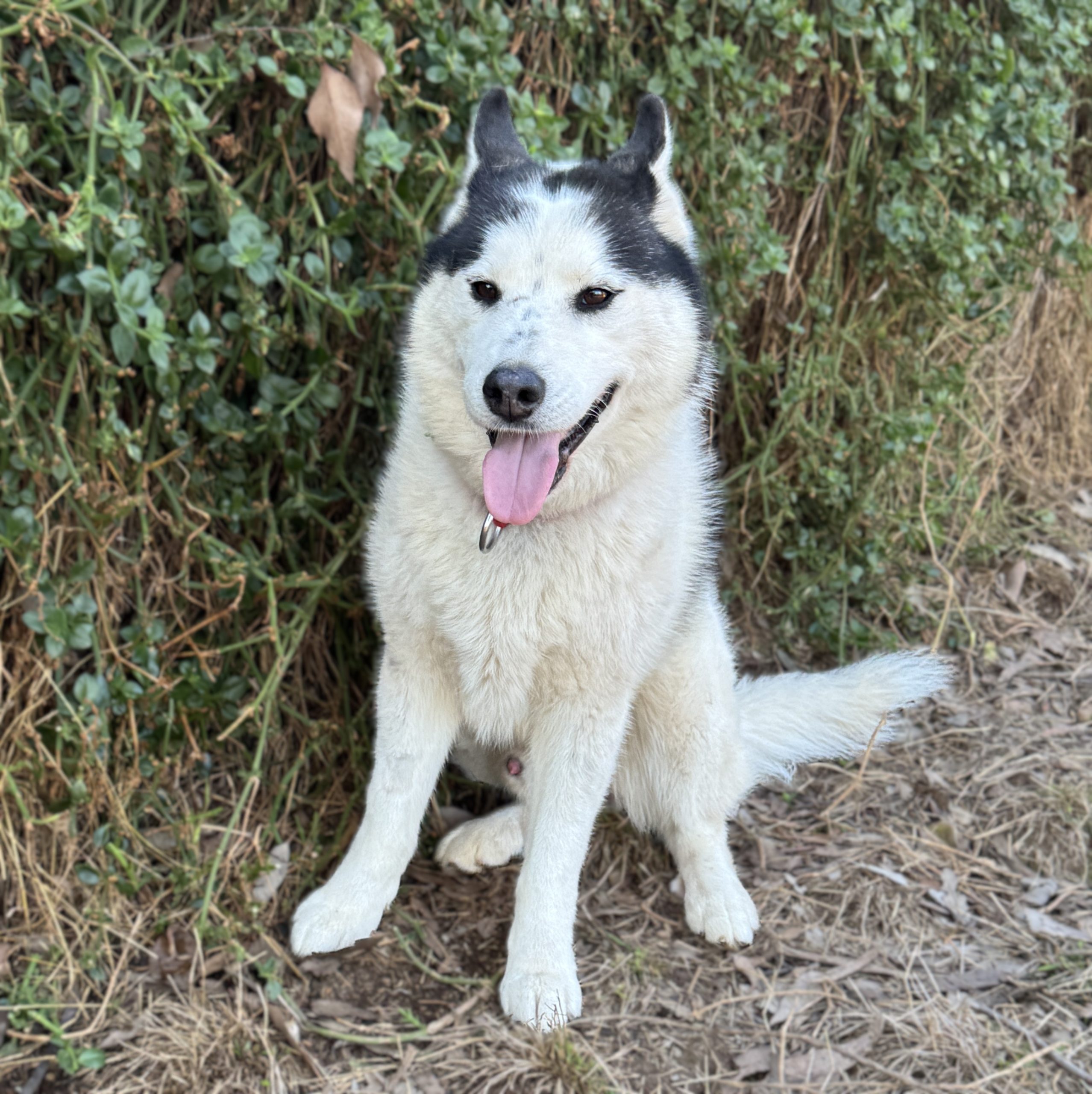 Klaus - male Husky