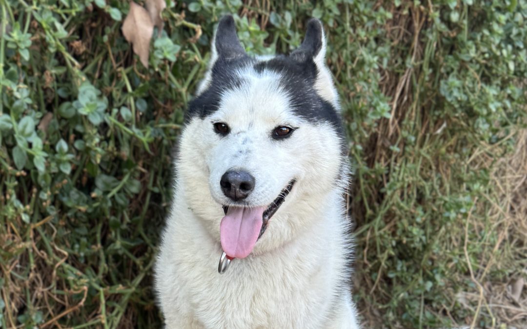Klaus