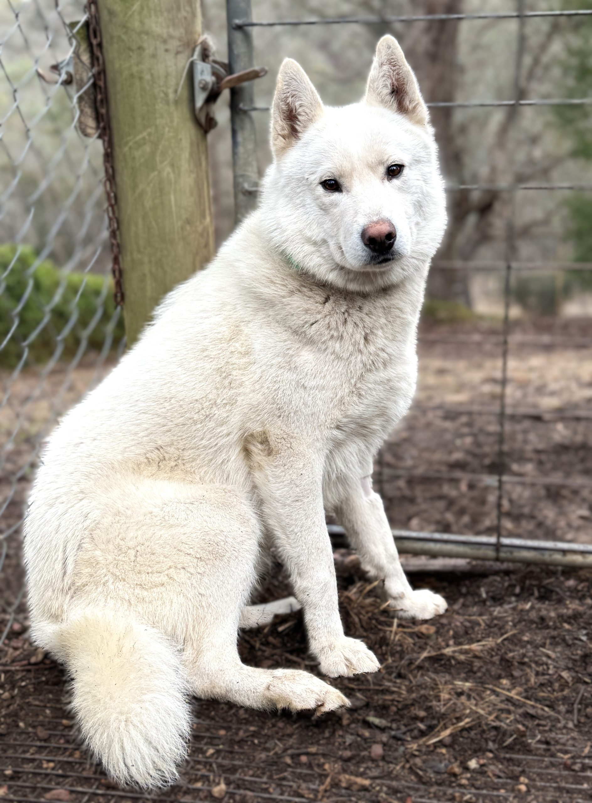 Kye - 2yo male Husky