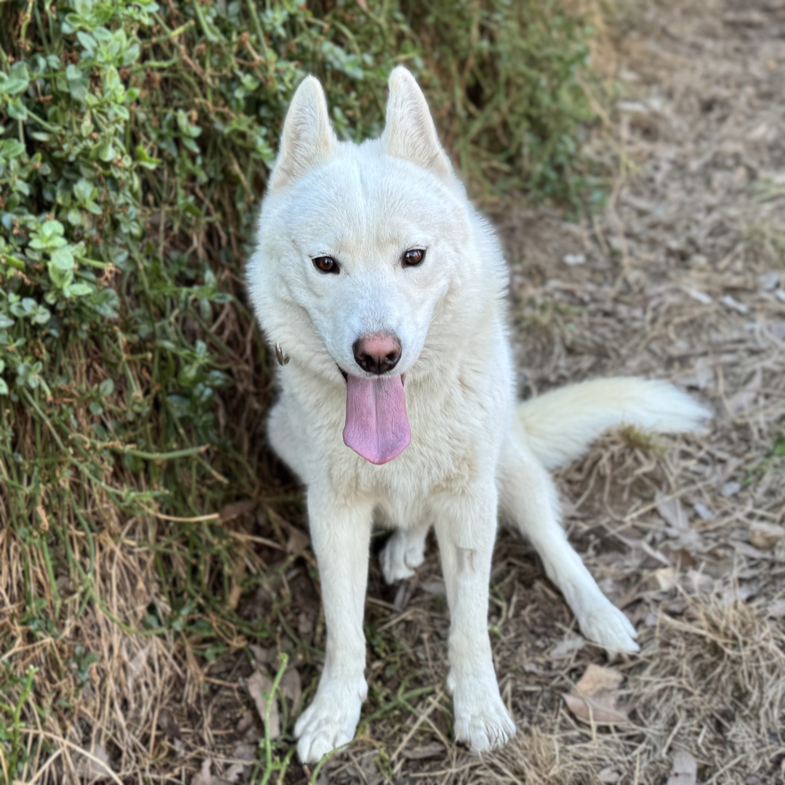 Kye - male Husky