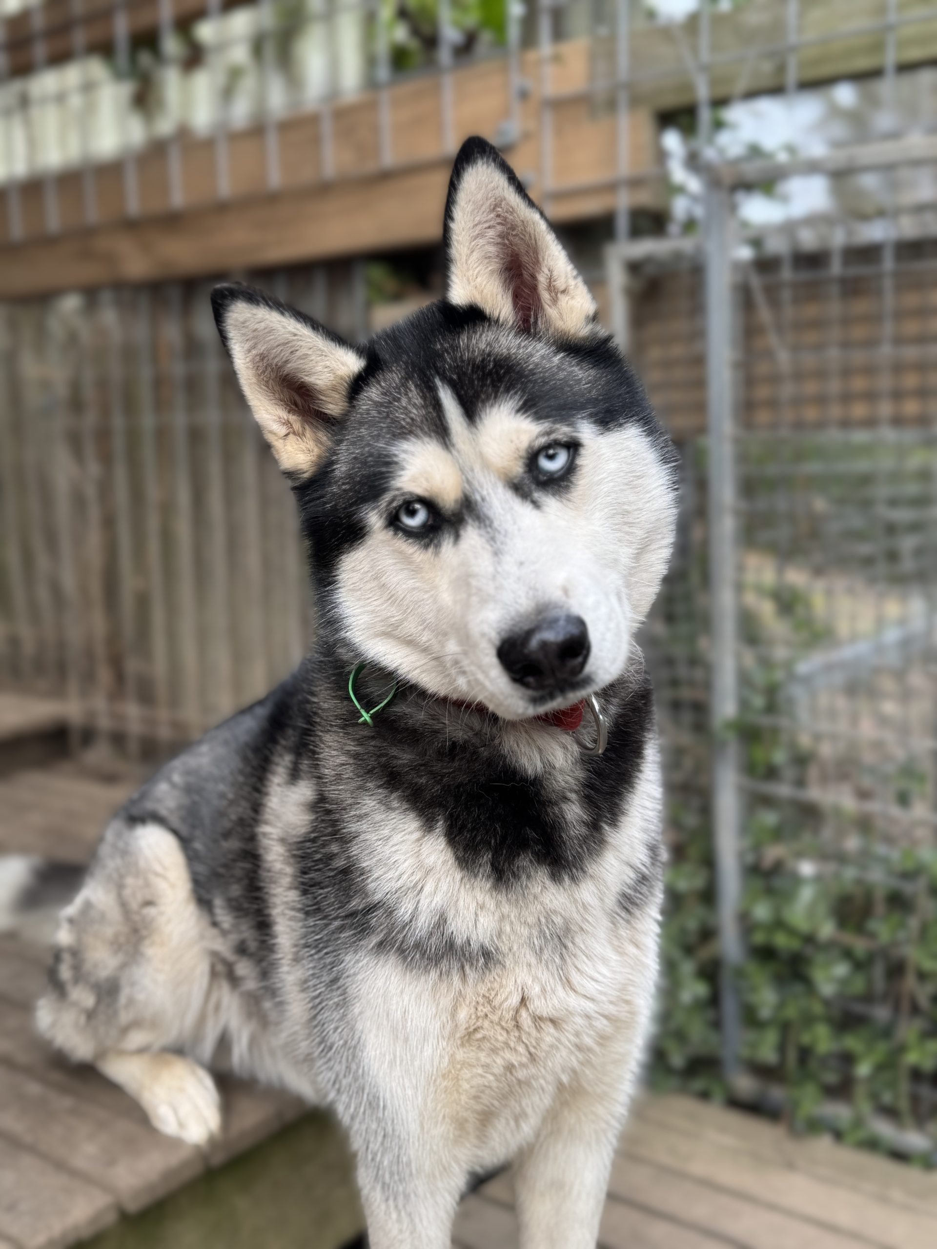 Colby - 2yo male Husky