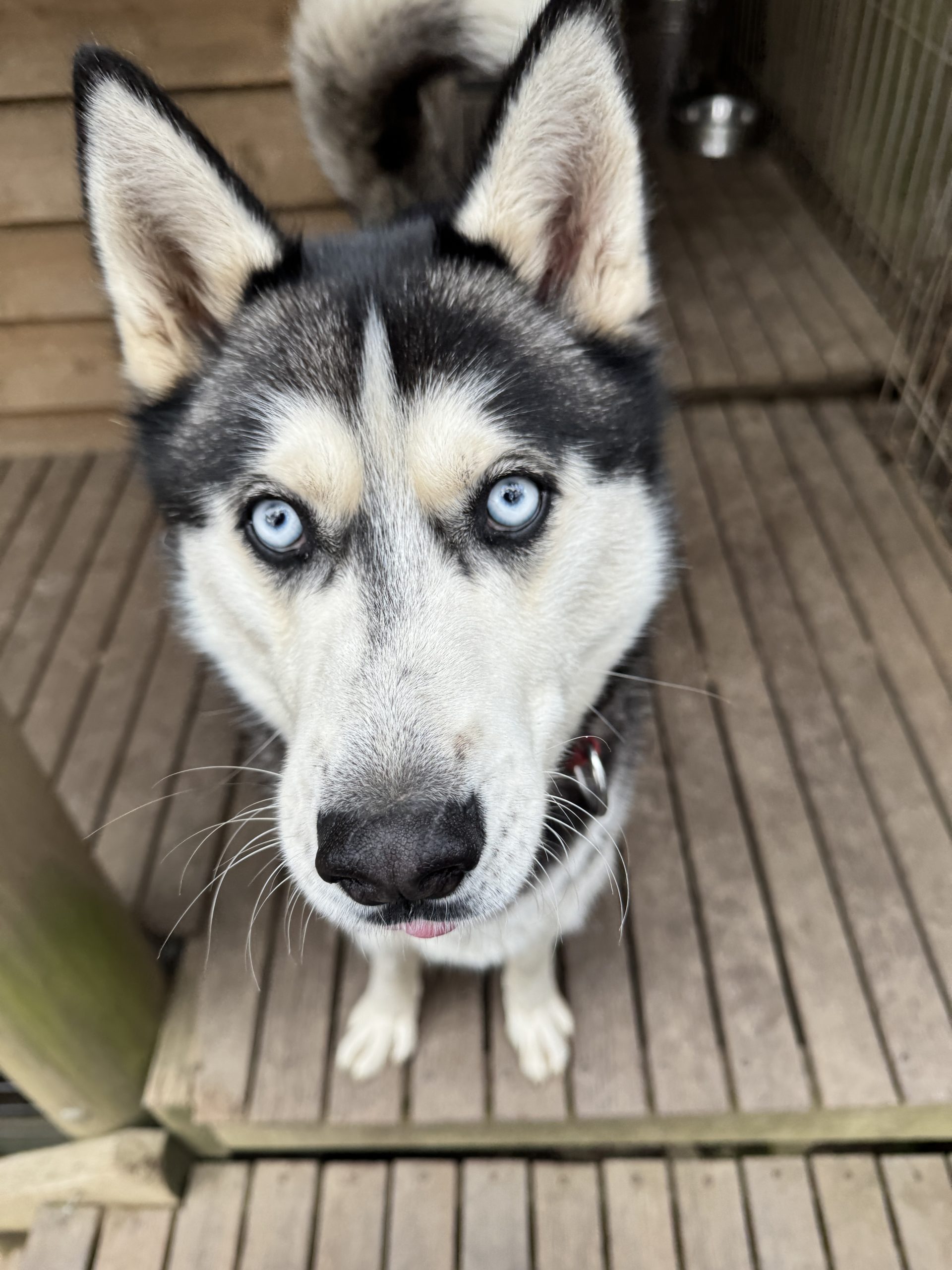 Colby - 2yo male Husky