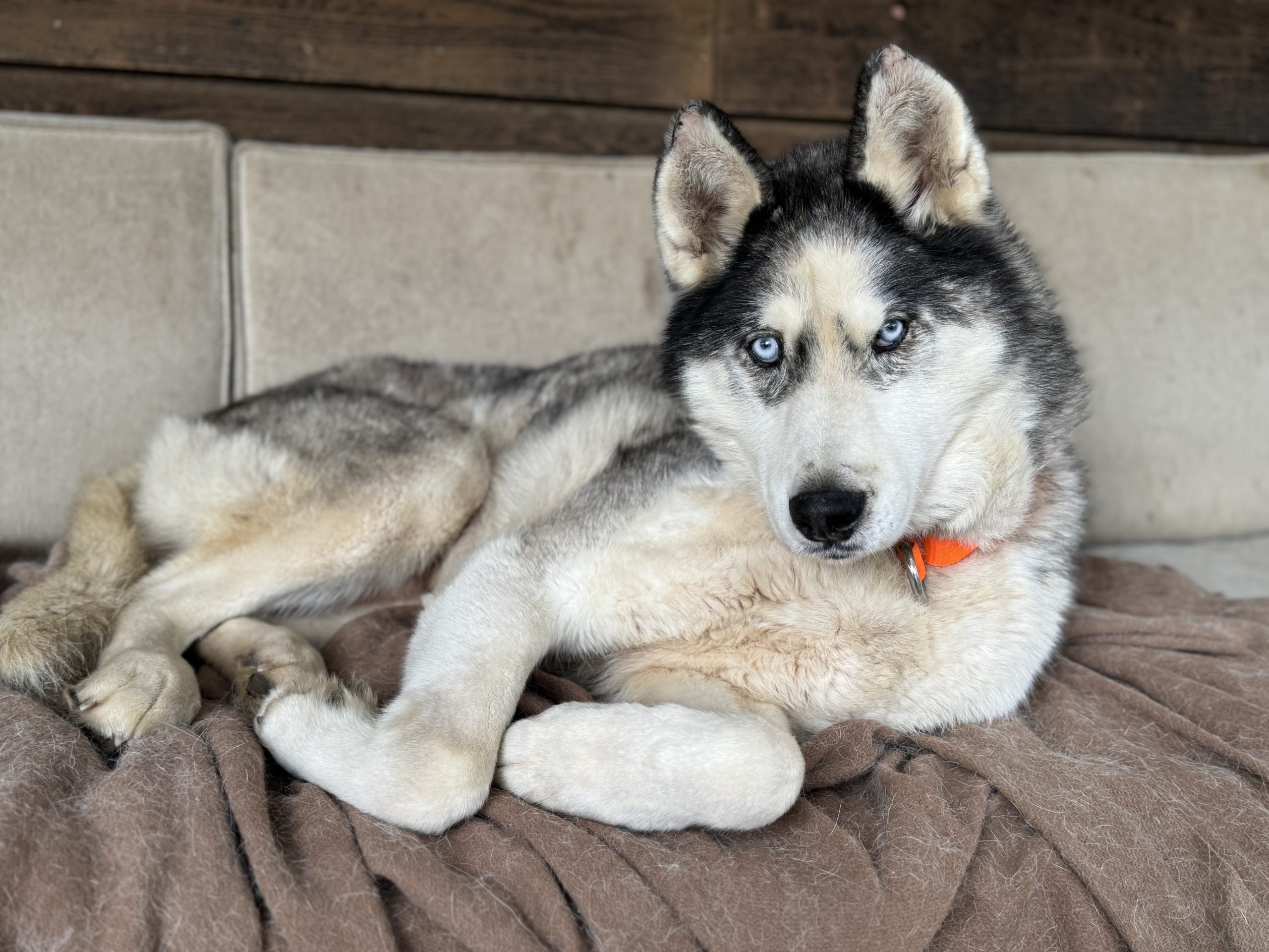 Oska - 11yo male Husky