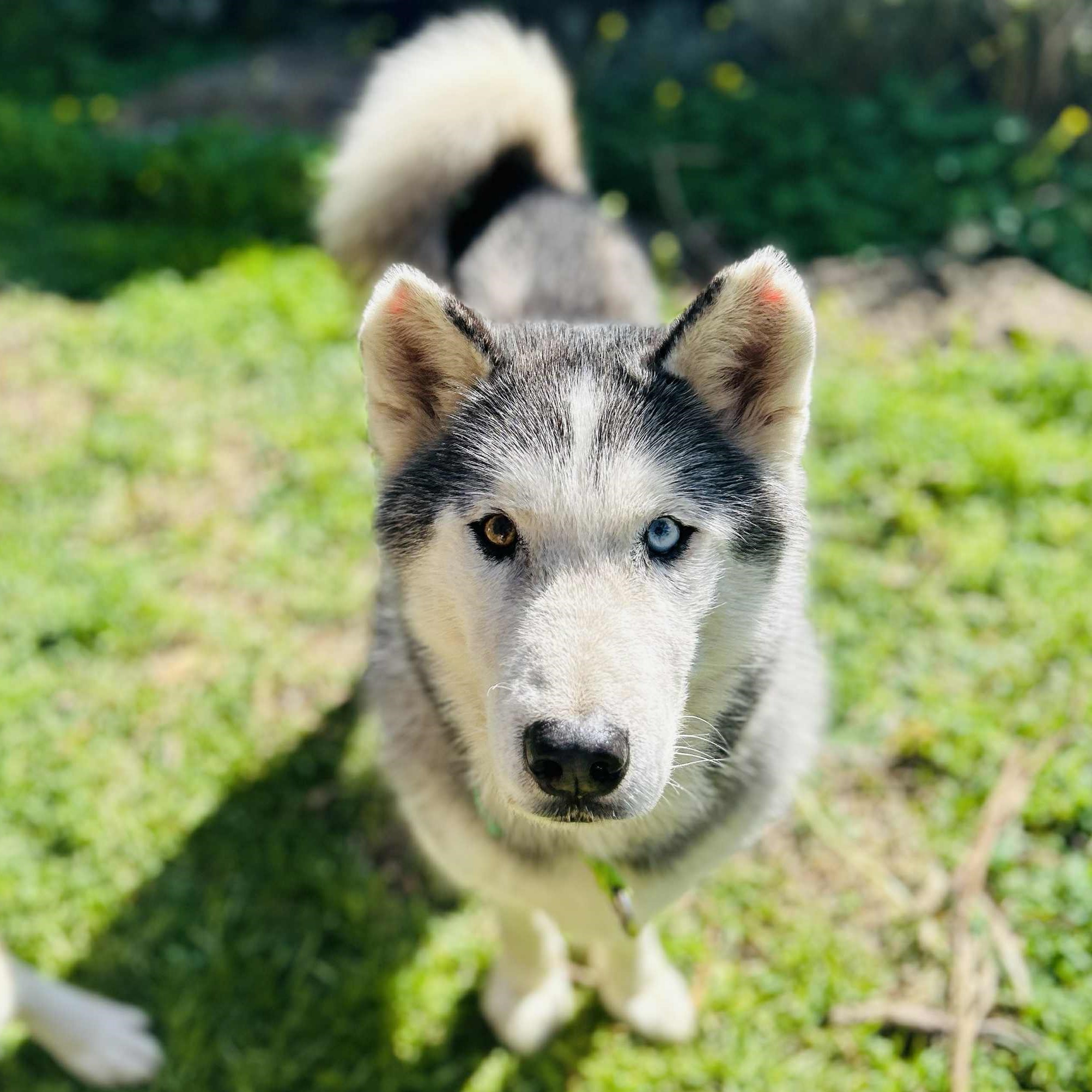 Koda - 8yo male Husky