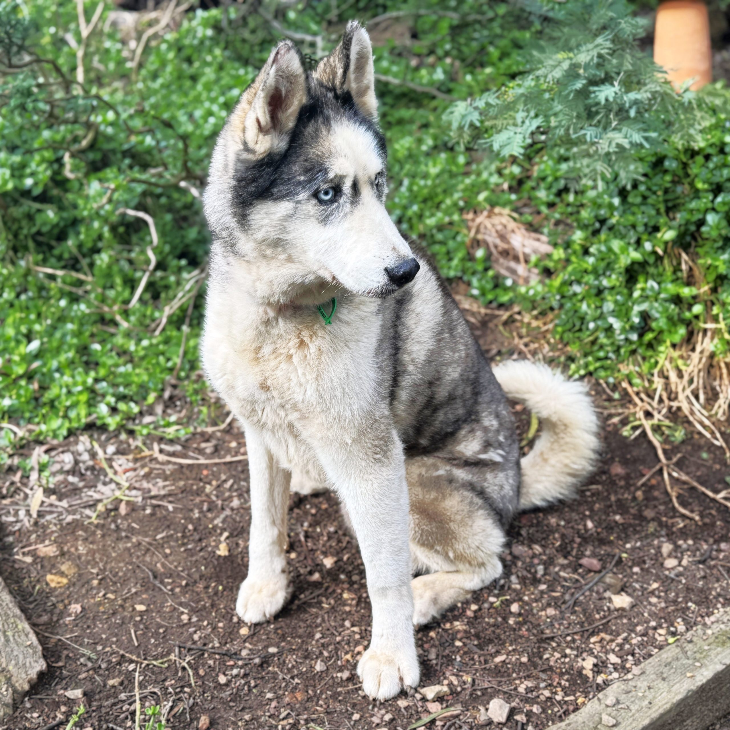 Oska - 11yo male Husky