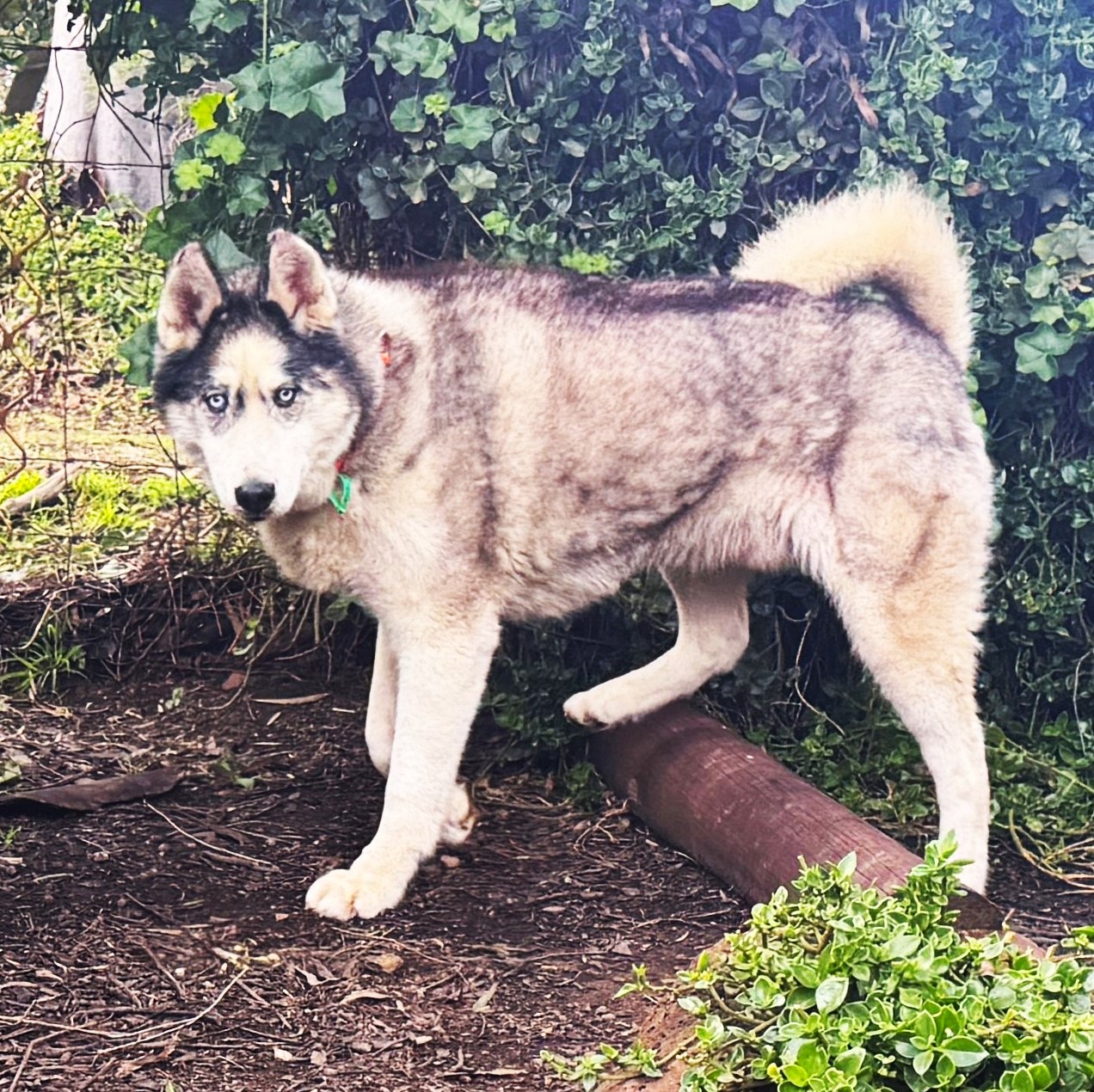 Oska - 11yo male Husky
