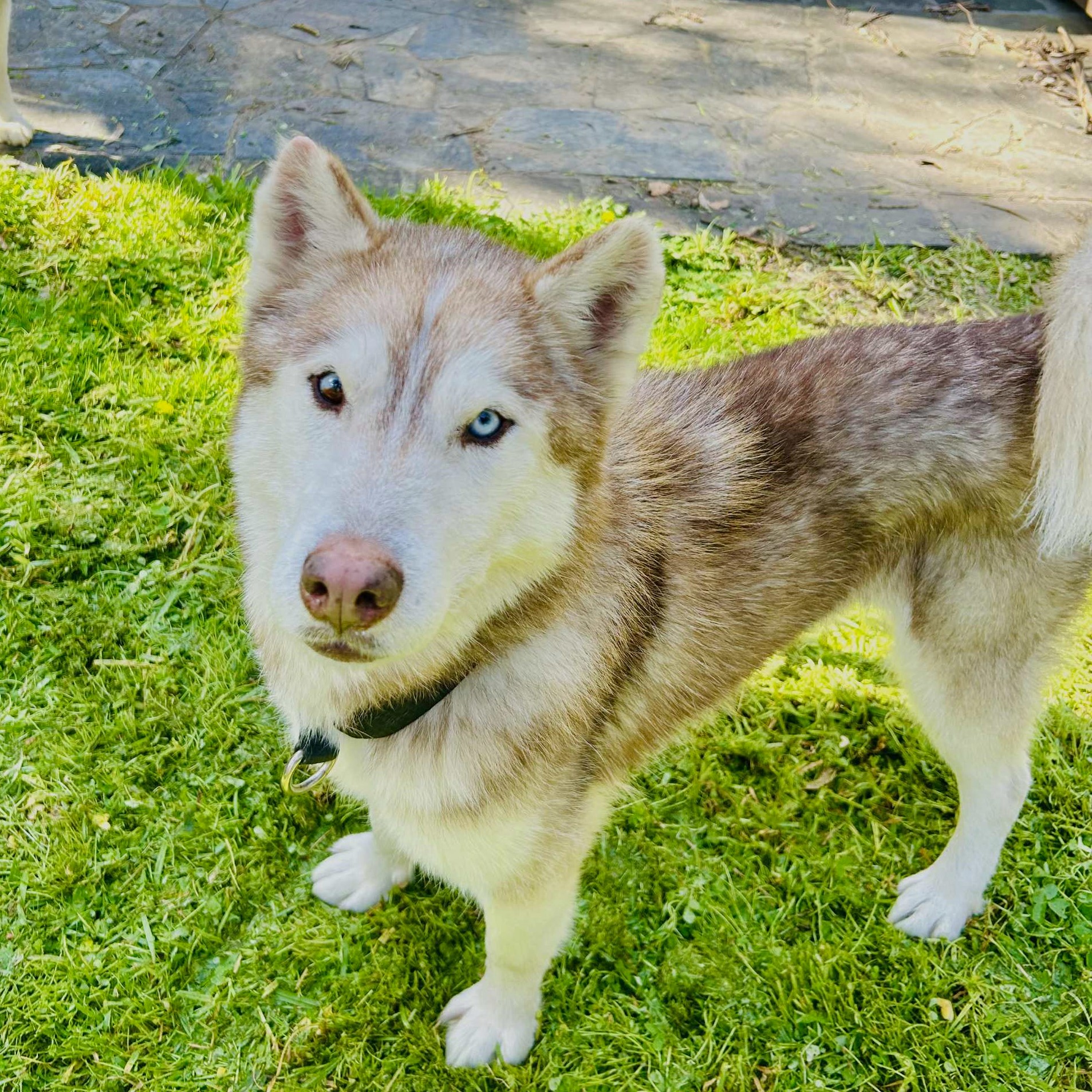Wolverine - 8yo male Husky
