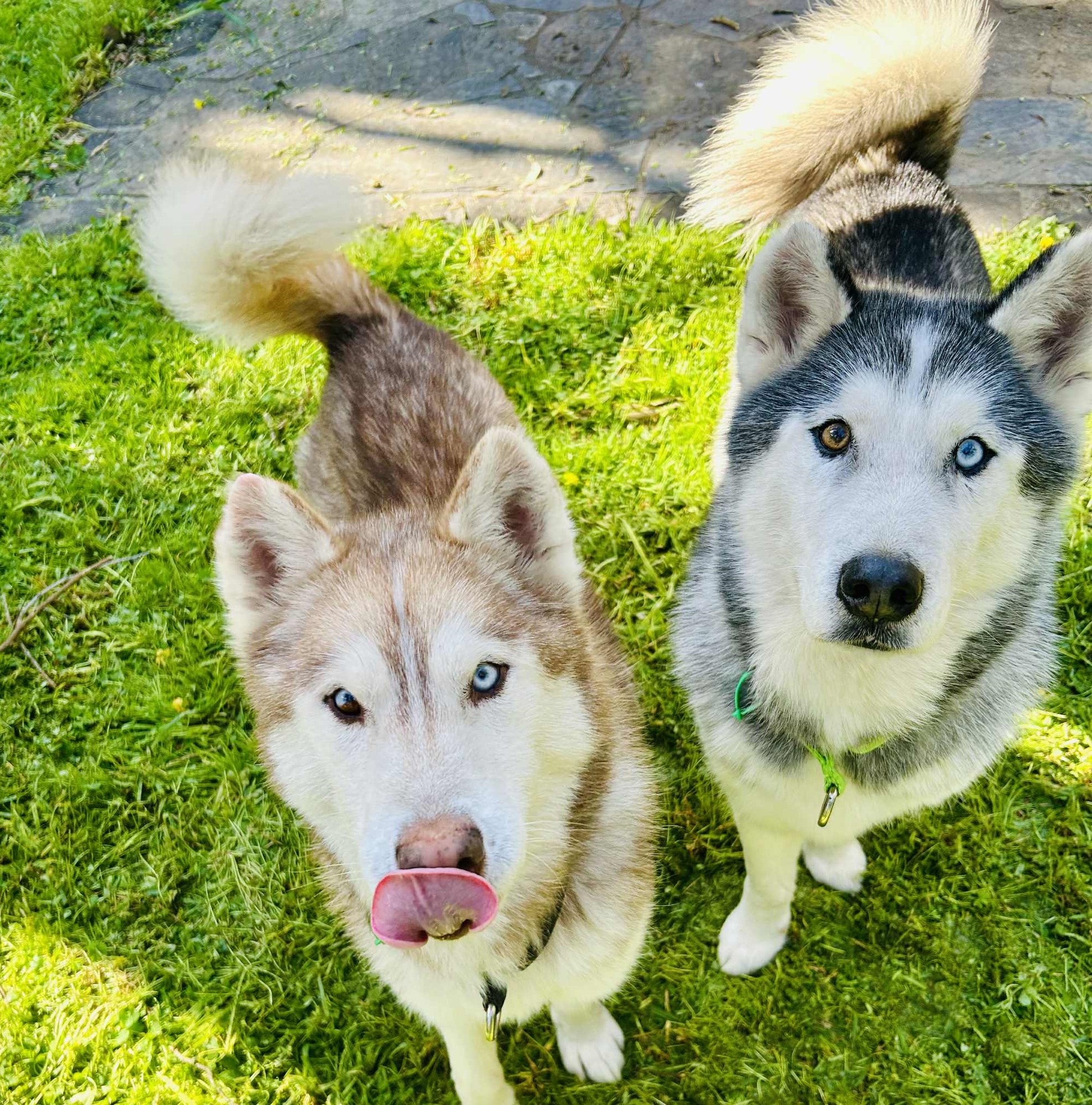 Wolverine & Koda - 8yo male Huskies