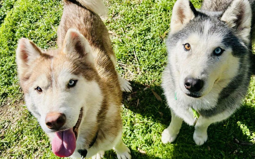 Wolverine & Koda