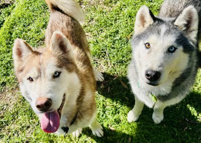 Wolverine & Koda