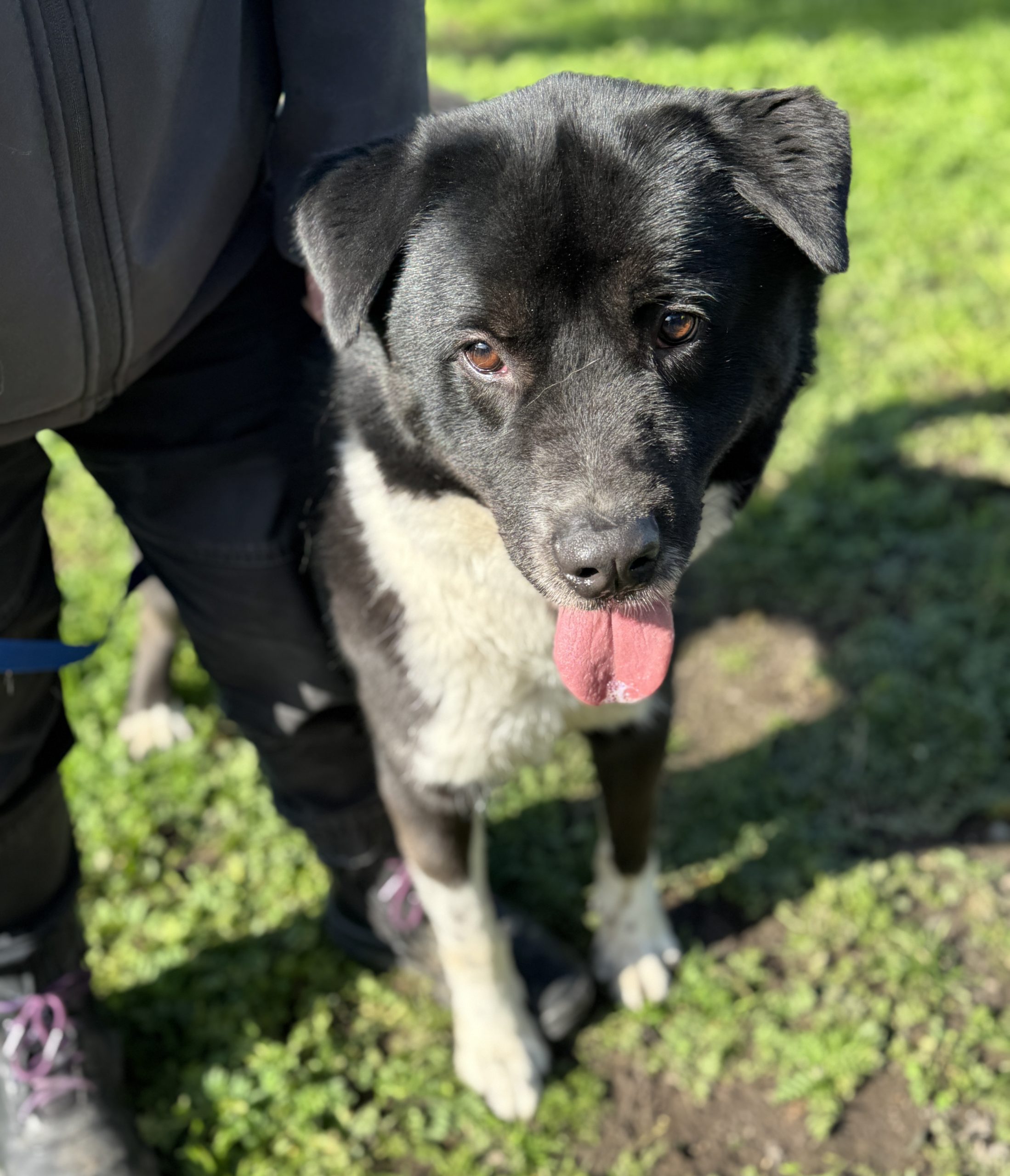 Zorro - 3yo Husky X boy