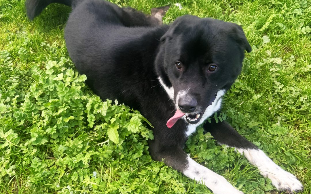 Zorro