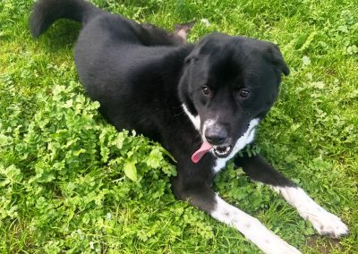 Zorro
