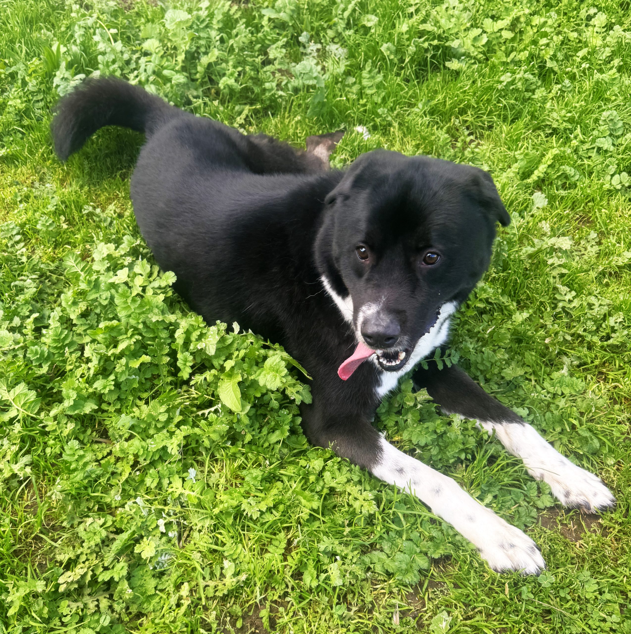 Zorro - 3yo Husky X boy