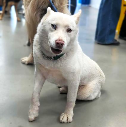 Pandora - 5yo Husky girl