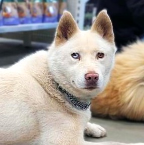 Pandora - 5yo Husky girl