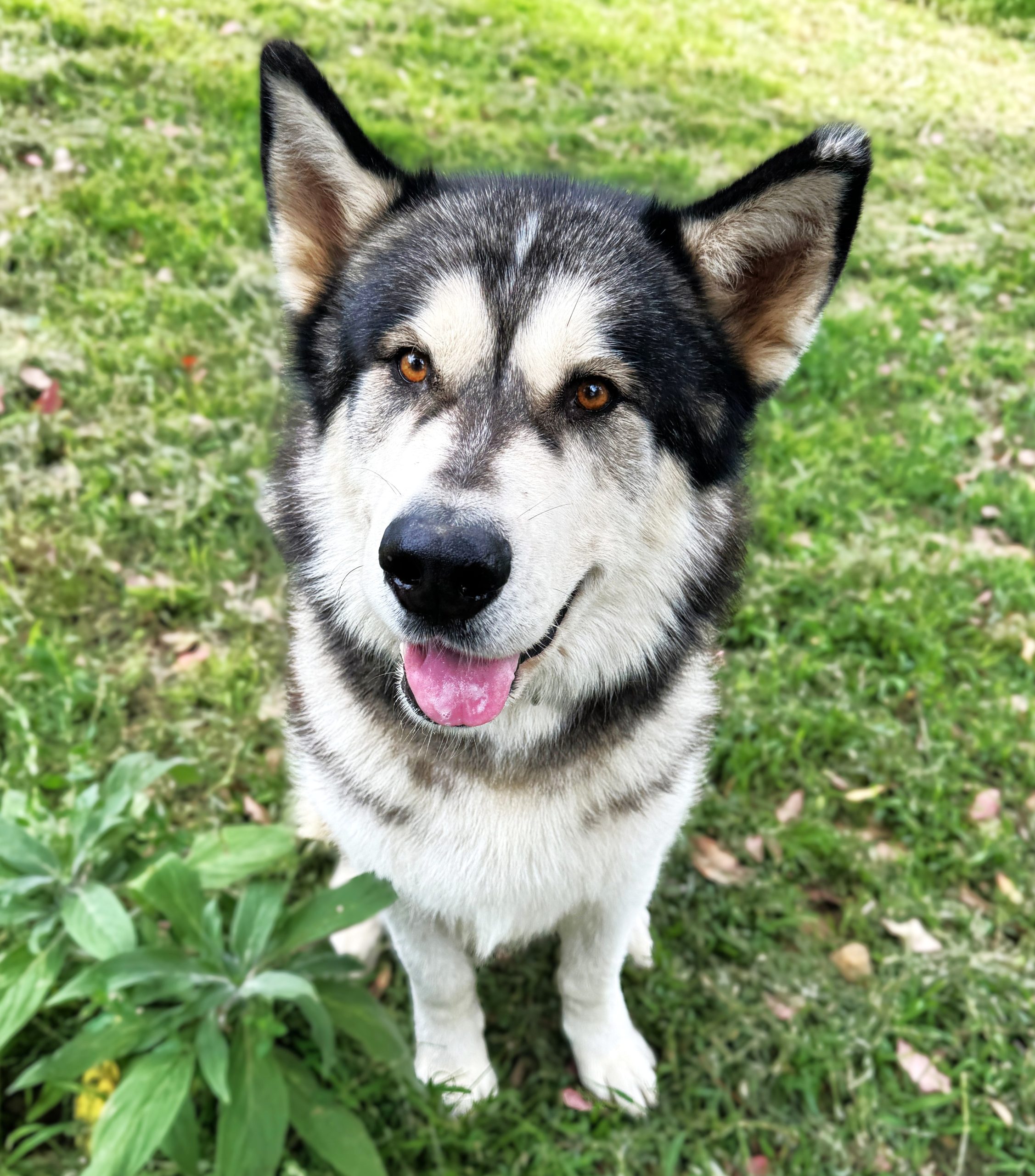Wingman-BL-IMG_5378-SQ Wingman - male Alaskan Malamute