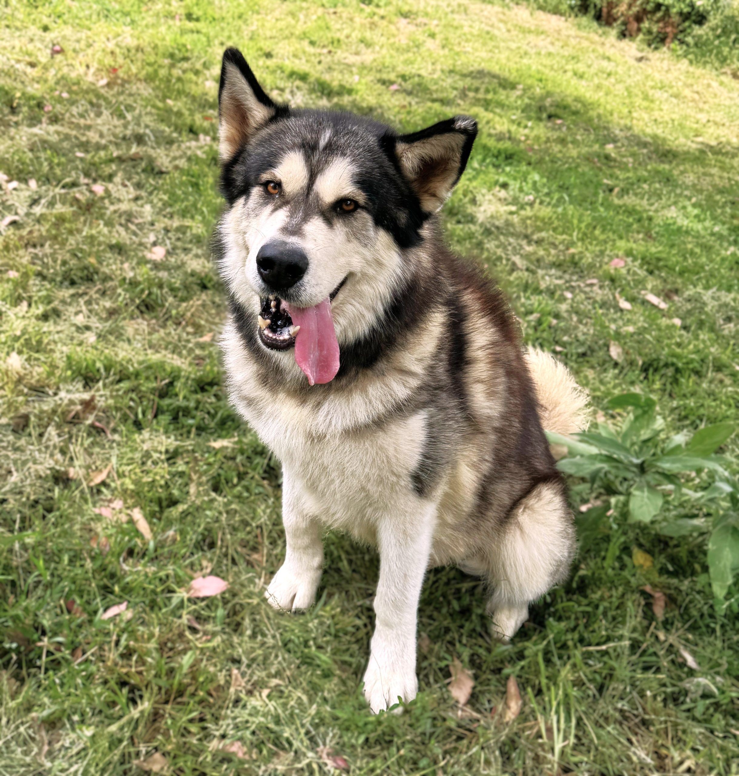 Wingman-BL-IMG_5417 Wingman - 4yo Malamute boy