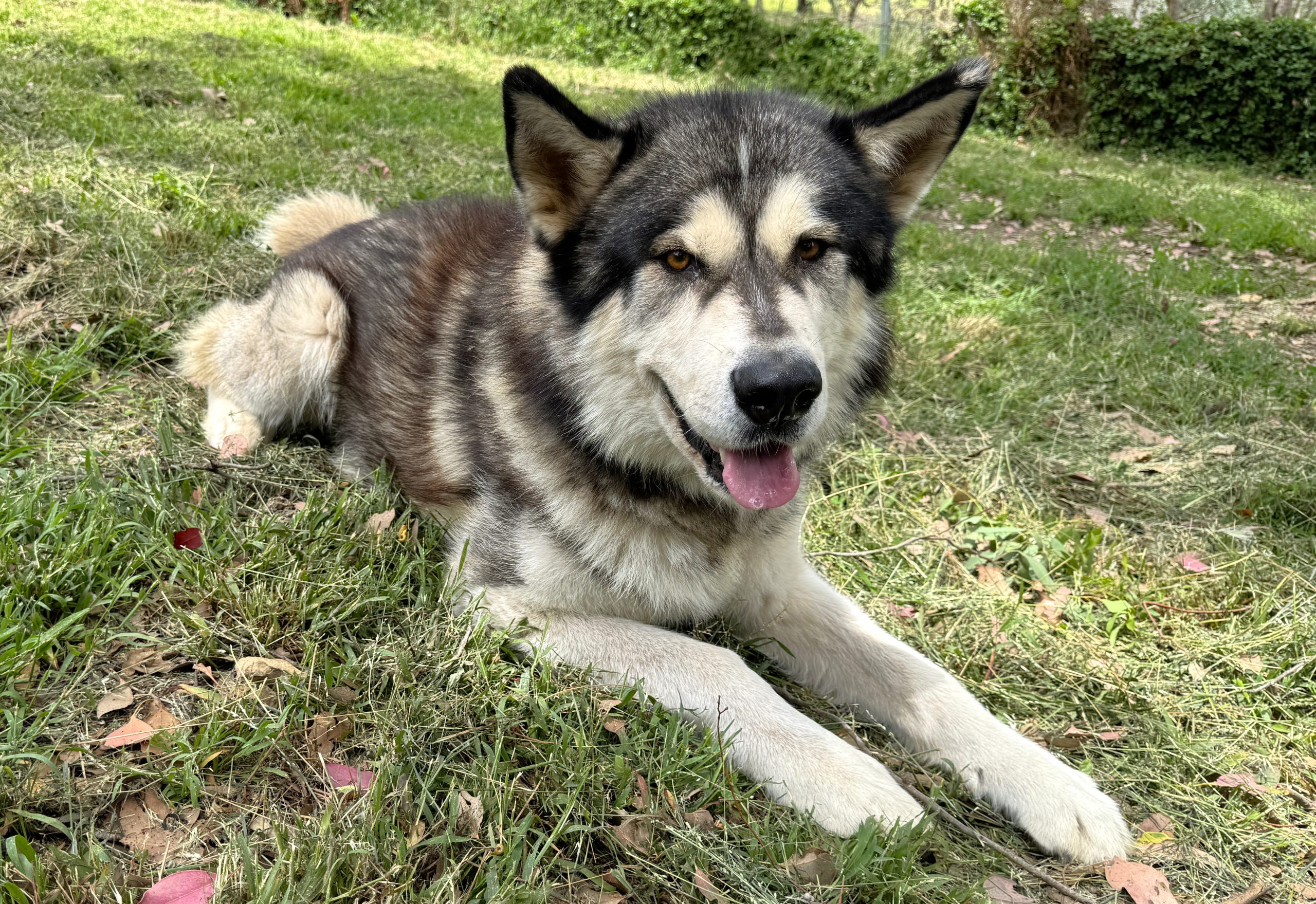 Wingman-IMG_5399 Wingman - 4yo Malamute boy