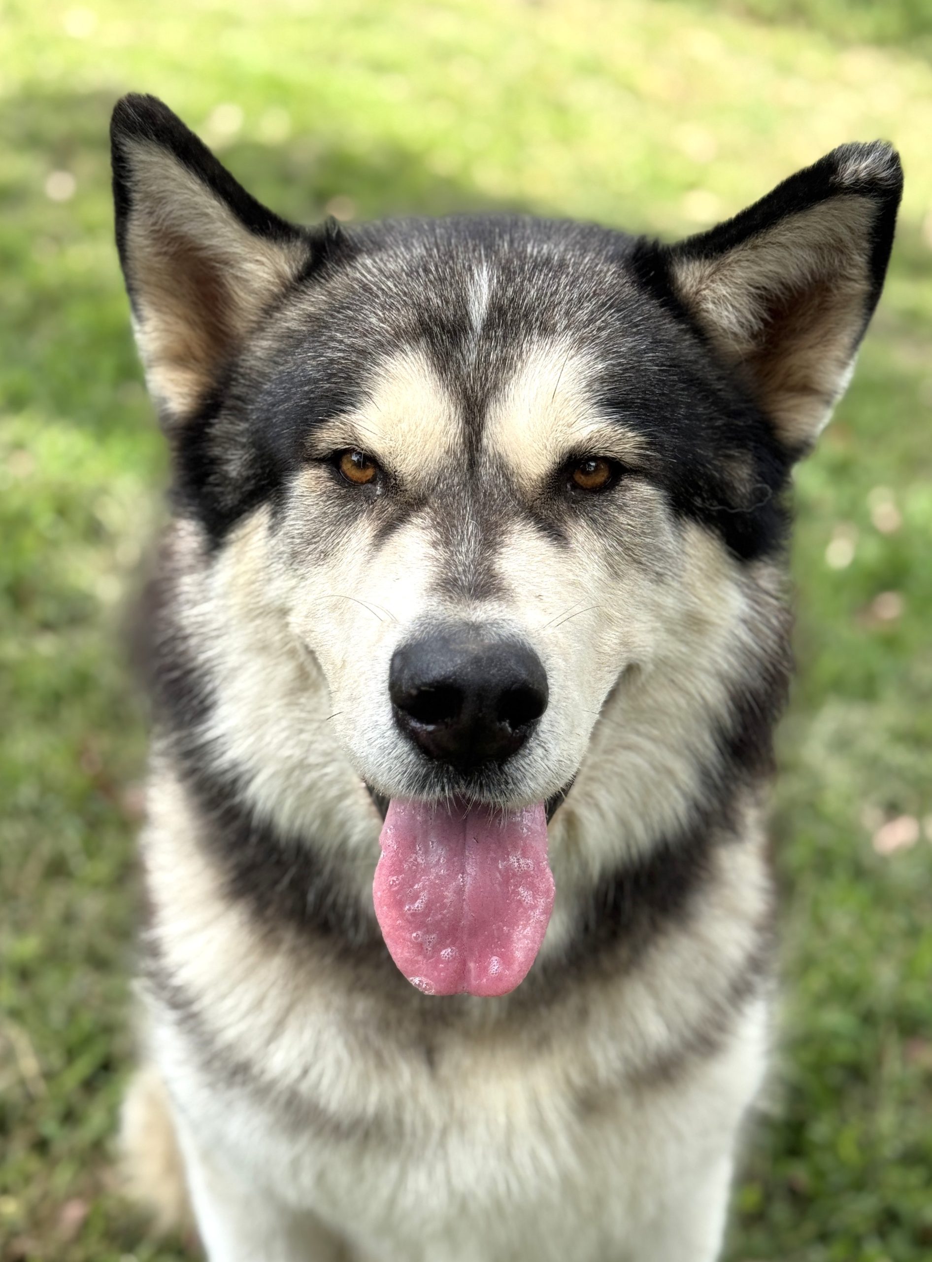 Wingman-IMG_5403 Wingman - 4yo Malamute boy